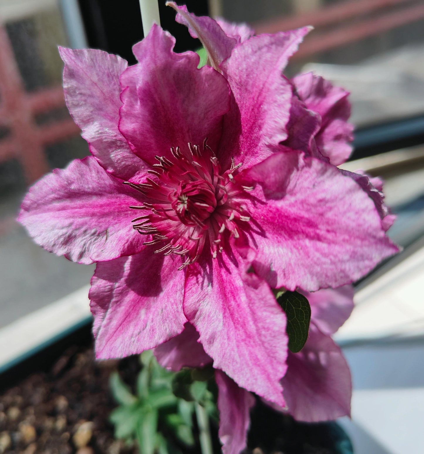 Dwarf Clematis ‘’Luiza|ルイーザ|路易莎‘’