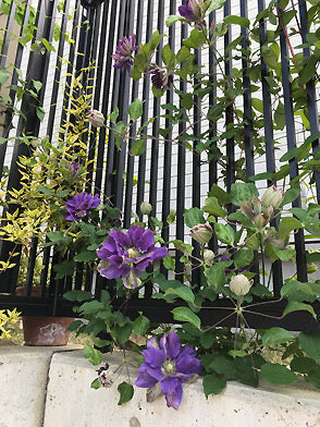 Clematis ‘’ShiShinDen|ししんでん | 紫宸殿‘’