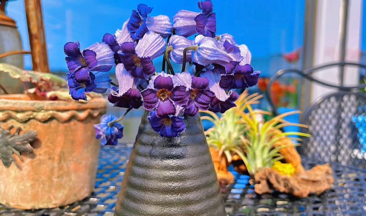 Rooguchi Clematis ‘’Sumire|堇‘’