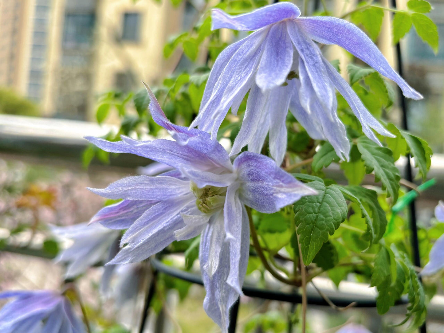 Clematis ‘’Maidwell Hall|梅德维尔‘’