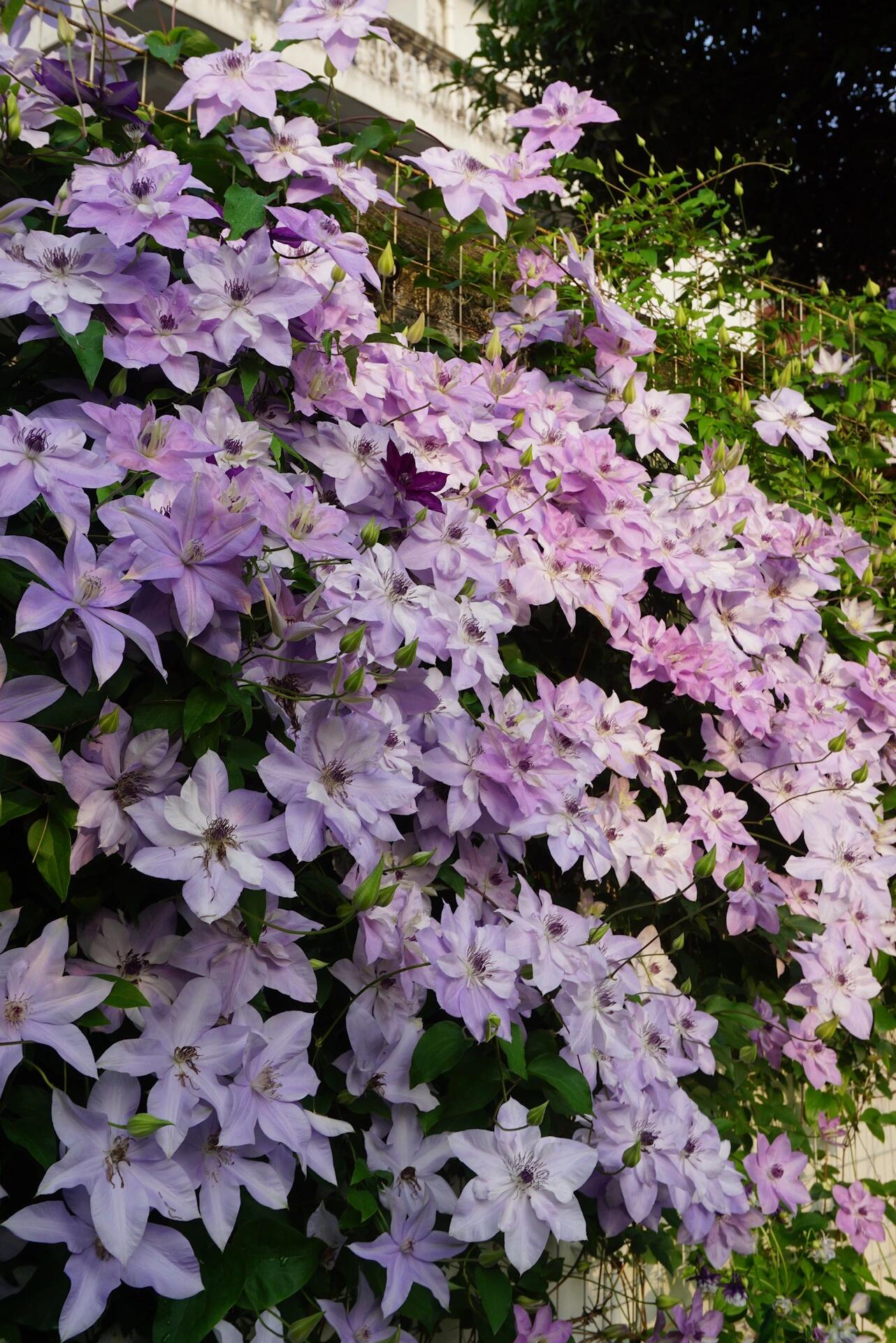 Clematis ‘’Reflections|倒影‘’