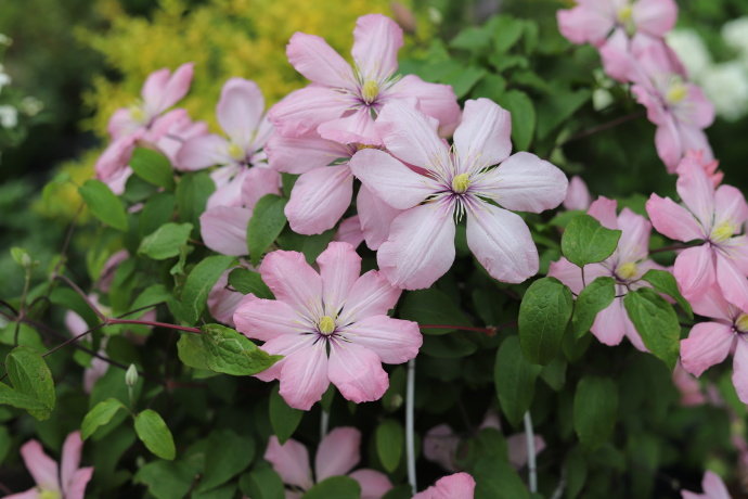 Clematis ‘’Ai-nor|爱诺露‘’
