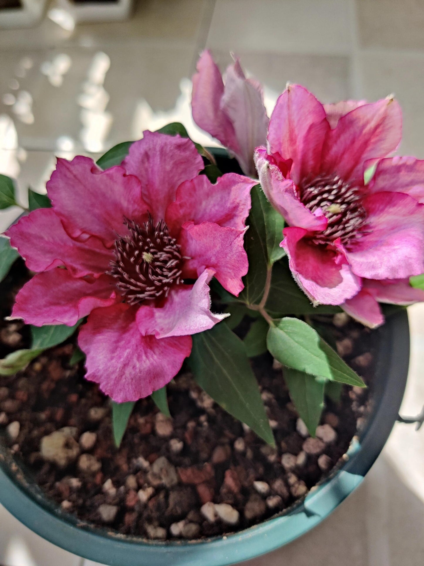Dwarf Clematis ‘’Luiza|ルイーザ|路易莎‘’