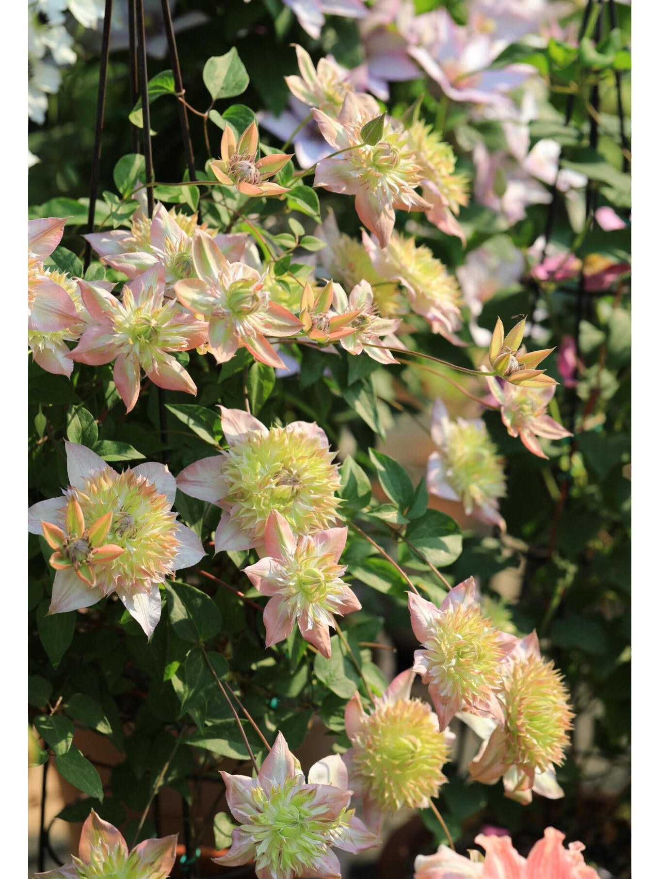 Clematis ''Shamshe |昼の天使| 昼天使| 桃万重''