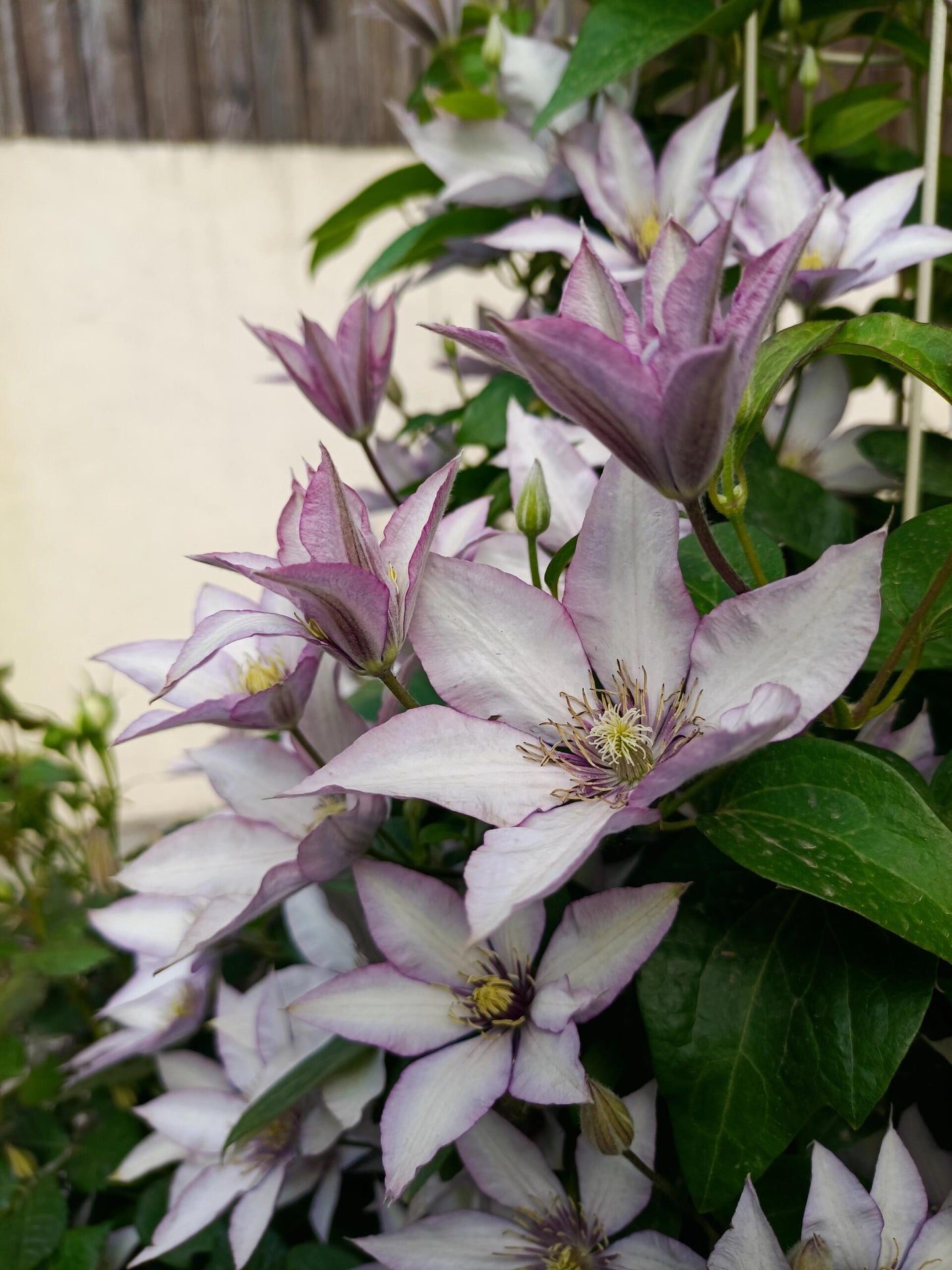 Clematis ‘’Samaritan Jo| 撒马利亚乔‘’