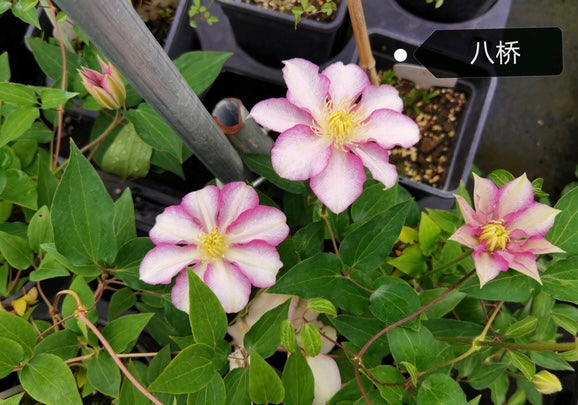 Clematis ''八つ橋|Yatsuhashi |八桥''
