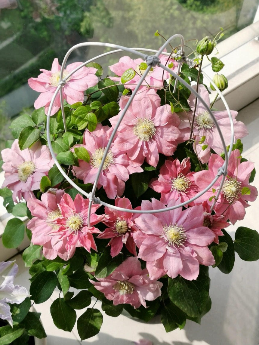 Clematis ‘’Little Mermaid | 小美人鱼‘’