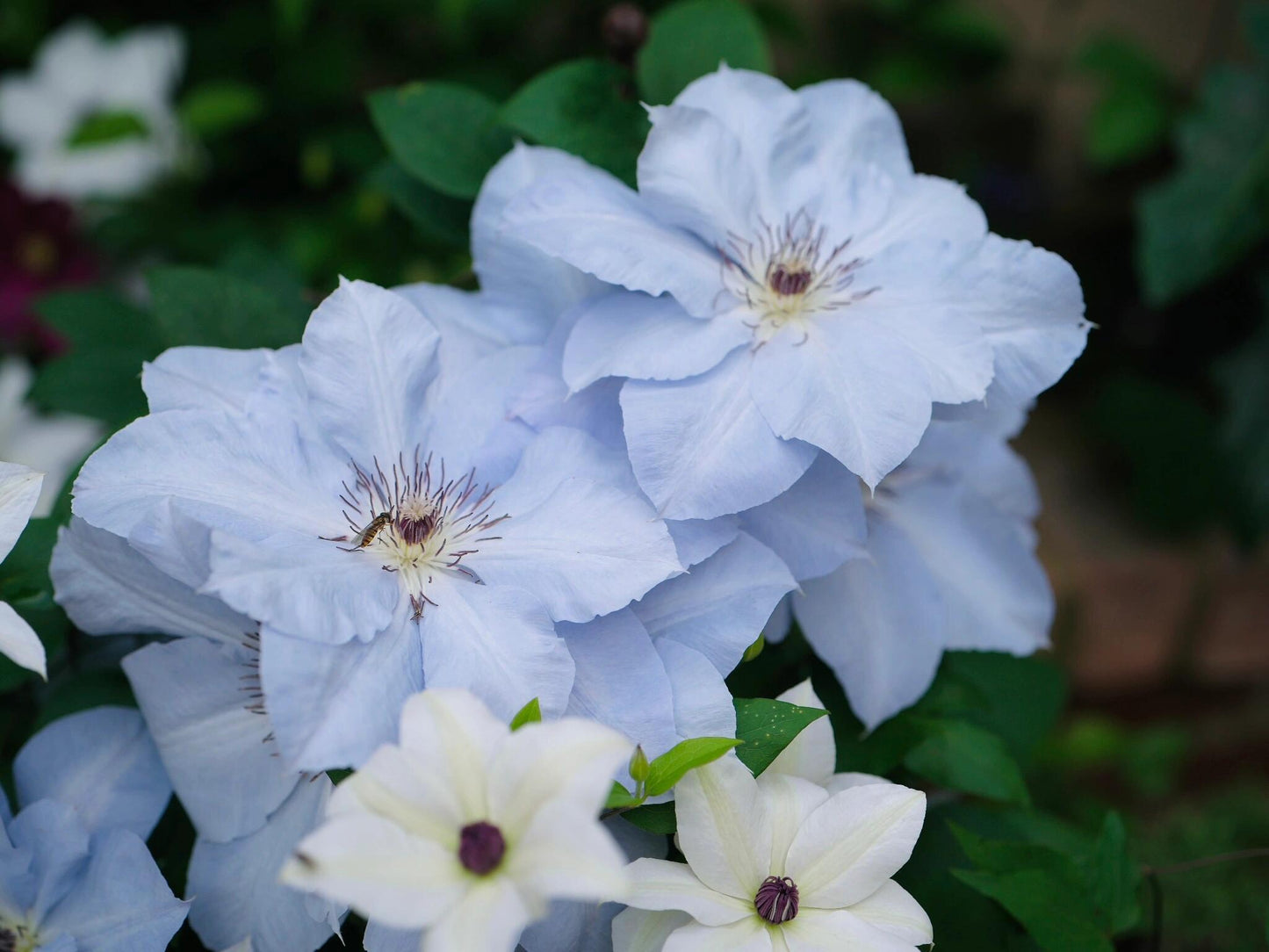 Clematis ‘’Blue Cotillion|蓝色龙沙舞‘’