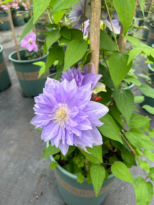 Clematis ‘’Diamond Bal| 钻石球‘’