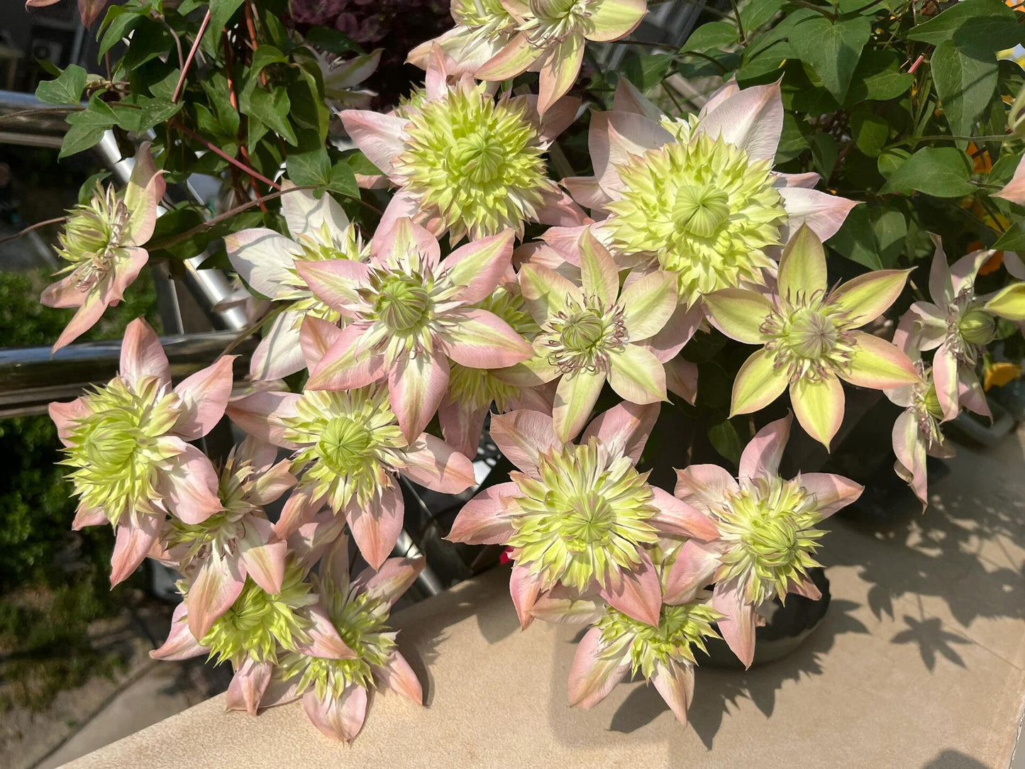 Clematis ''Shamshe |昼の天使| 昼天使| 桃万重''
