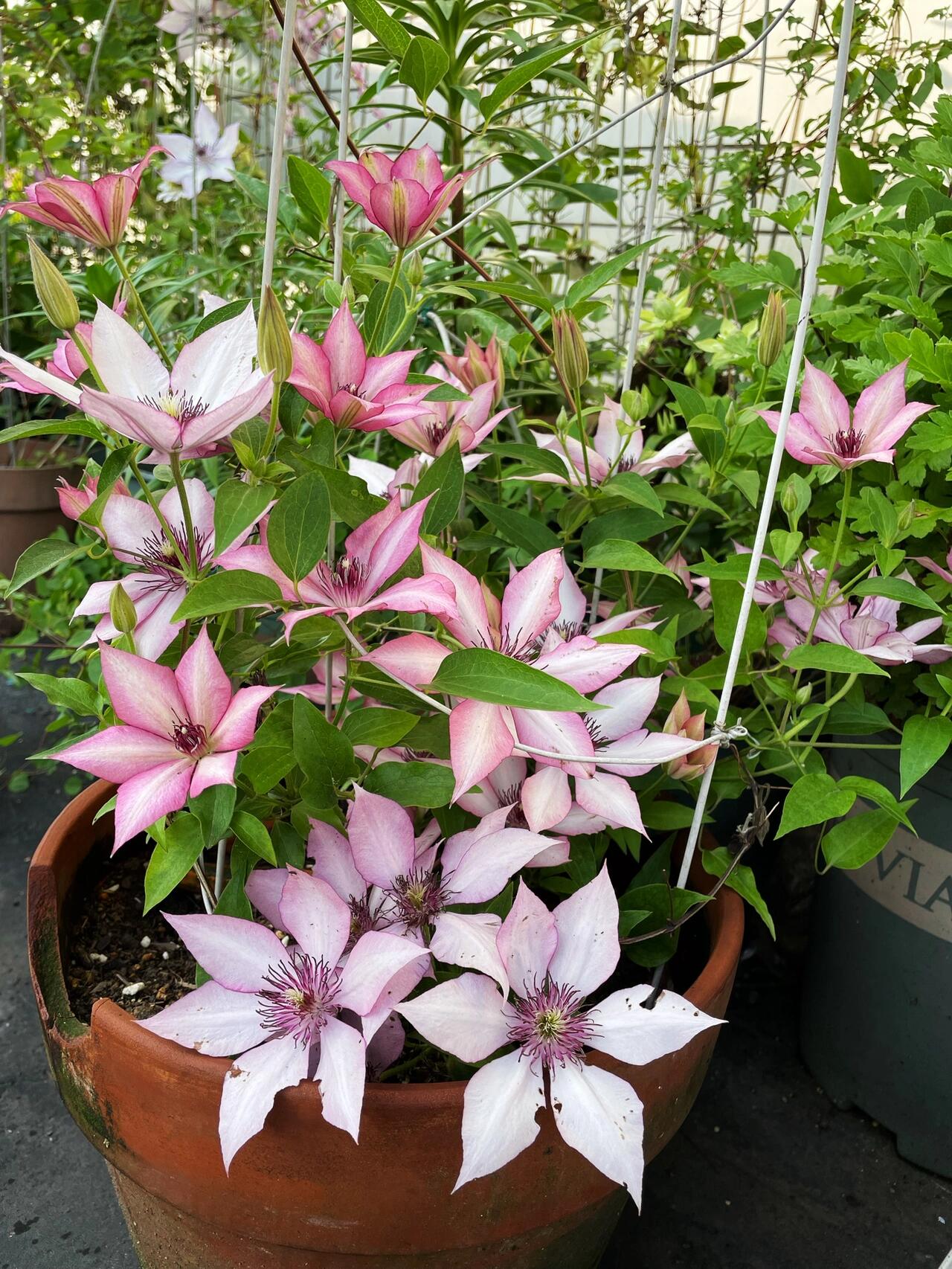 Clematis ''Giselle |吉赛尔''