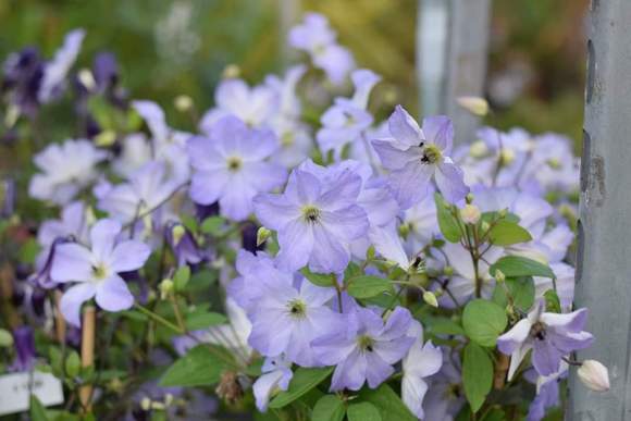 Clematis ‘’Sea Breeze|海风‘’