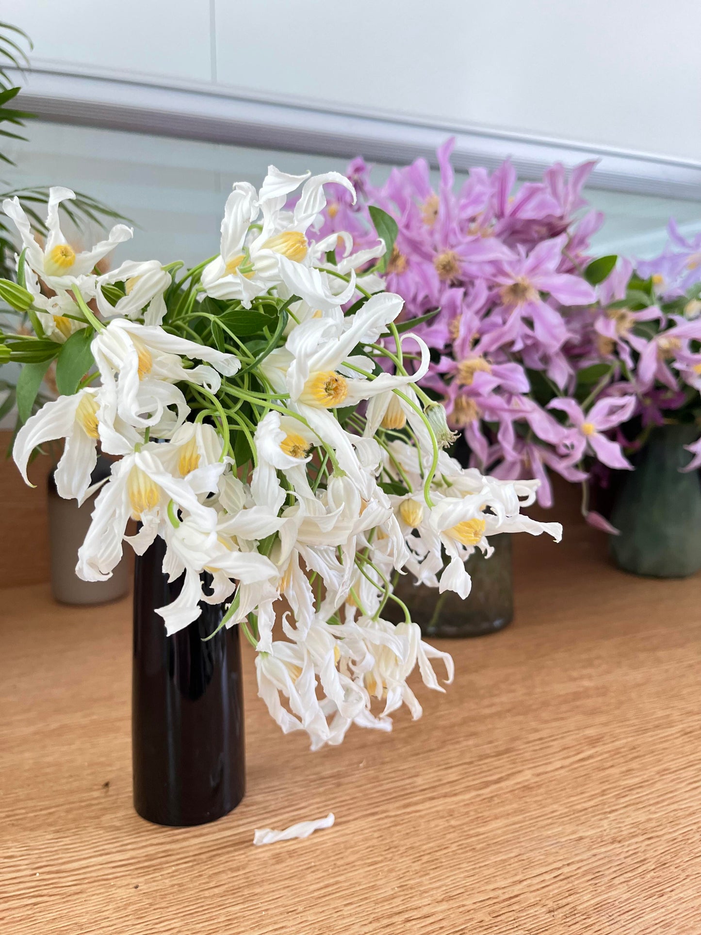 Jasmine Clematis ''Hakuree | ハクレイ| 白麗| 哈库里''