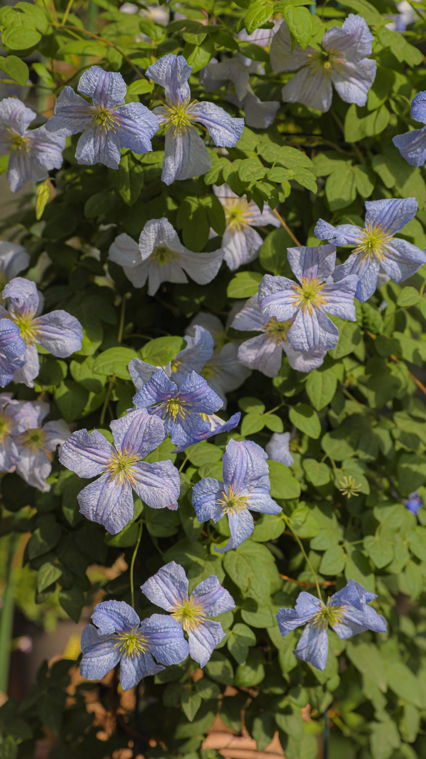 Clematis ‘’Emilia Plater|艾米丽花盘‘’