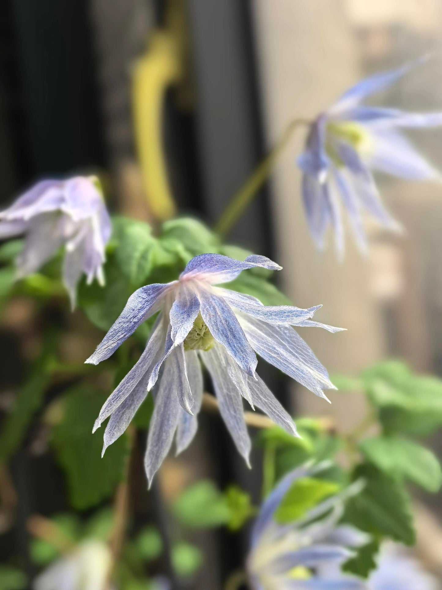 Clematis ‘’Maidwell Hall|梅德维尔‘’
