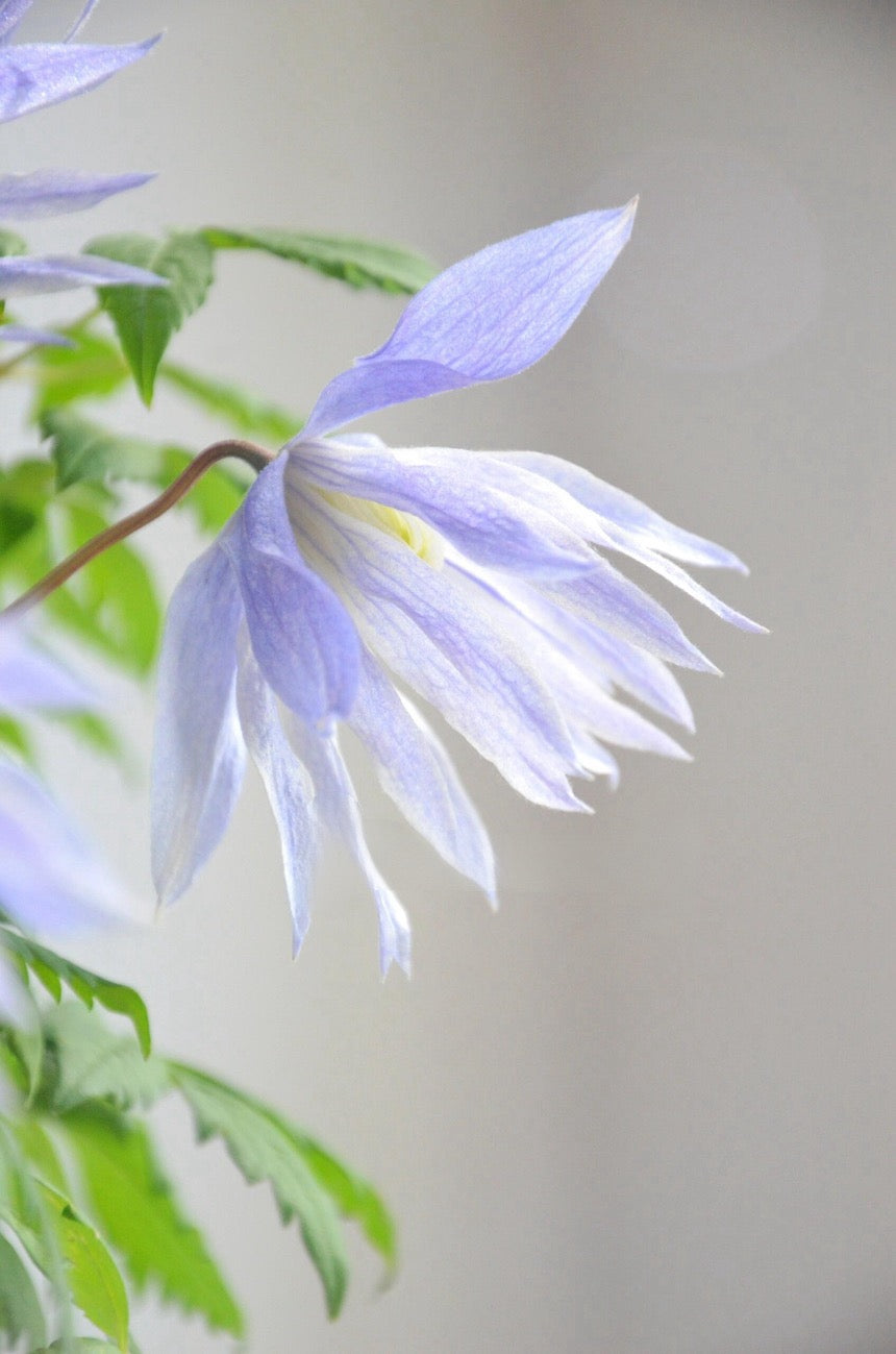 Clematis ‘’Maidwell Hall|梅德维尔‘’