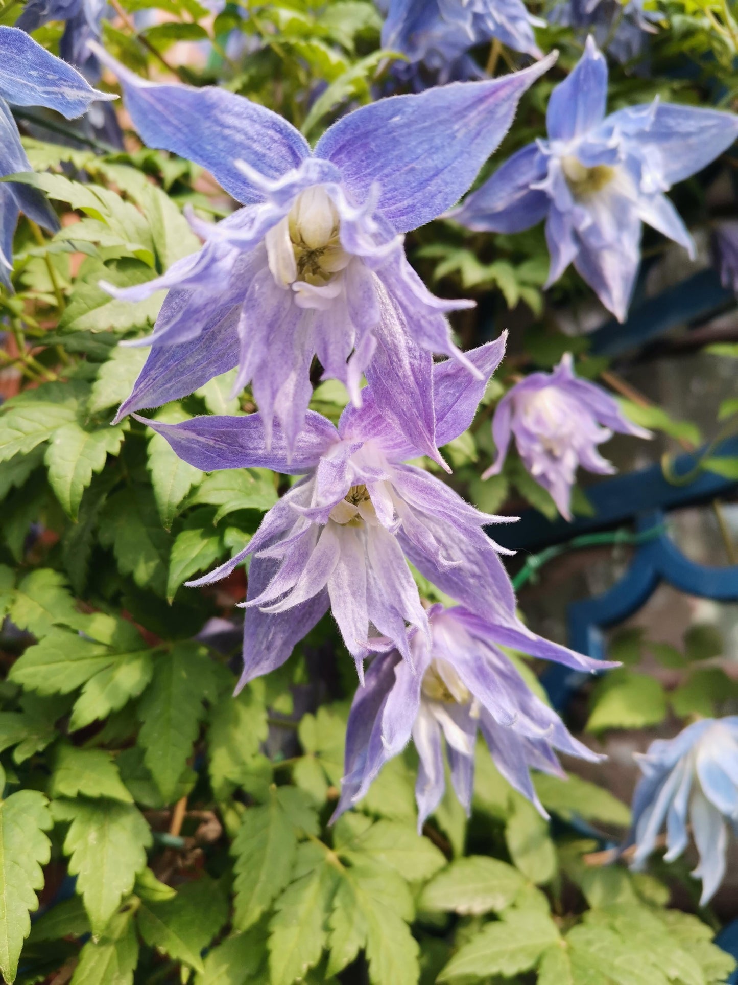 Clematis ‘’Maidwell Hall|梅德维尔‘’