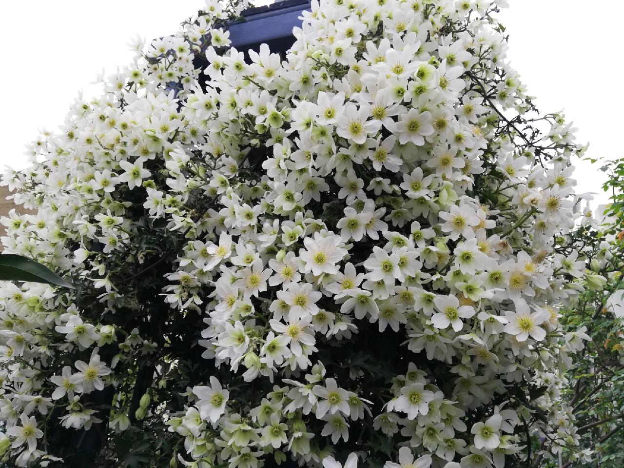Clematis ‘’Avalanche|雪崩‘’