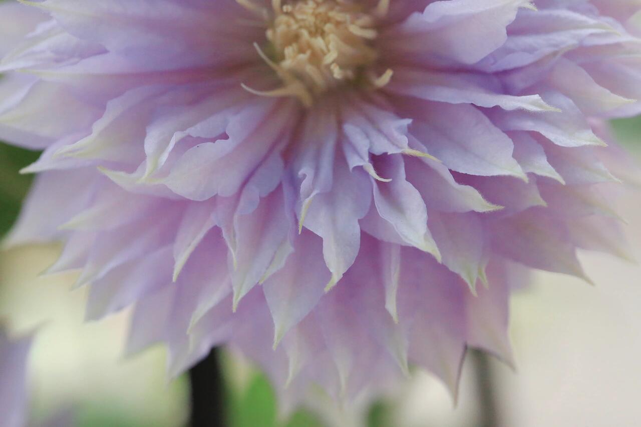 Clematis ‘’Belle of Woking|ベルオブウォーキング| 沃金美女‘’
