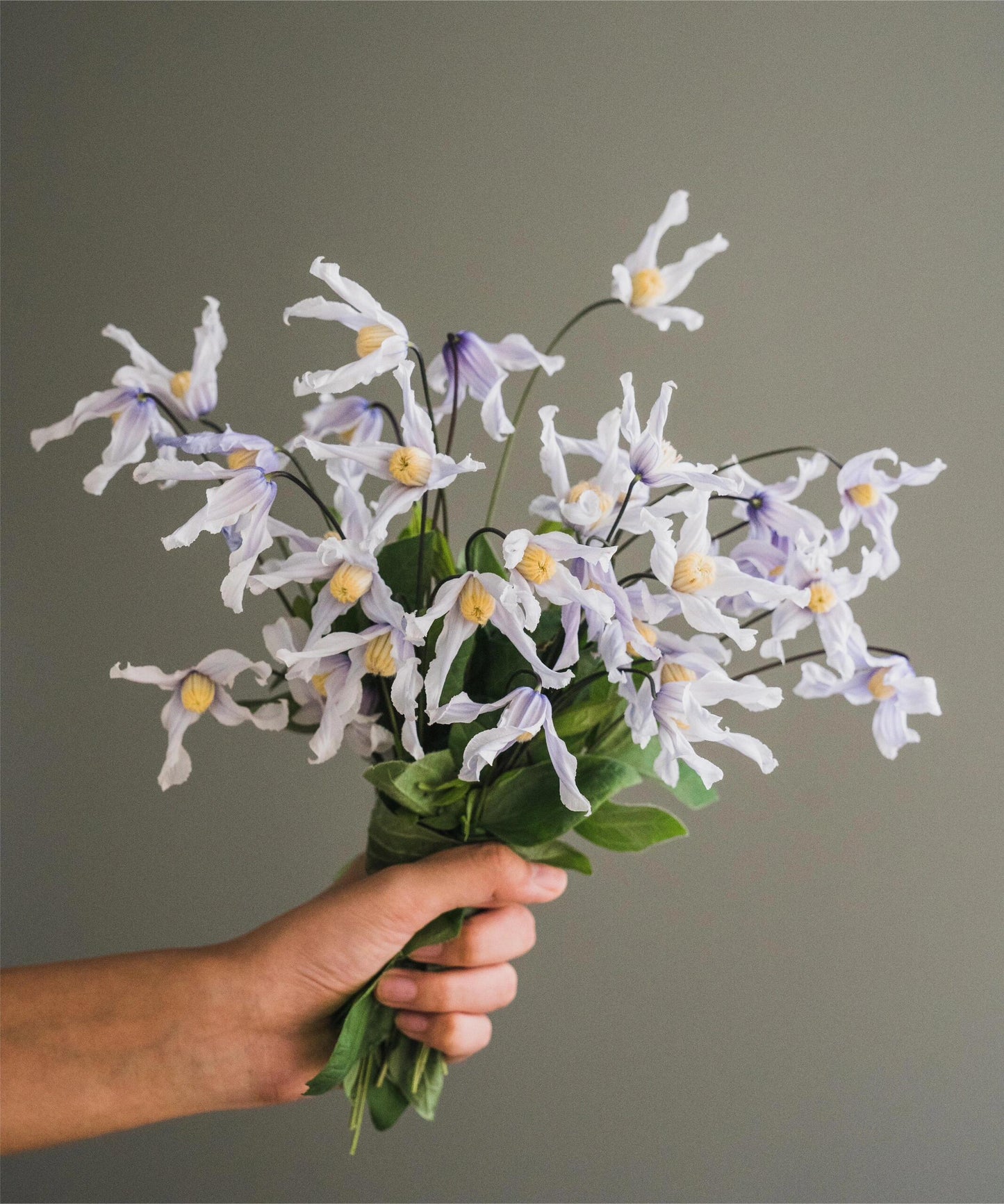 Clematis ''Twinkle| 闪烁''