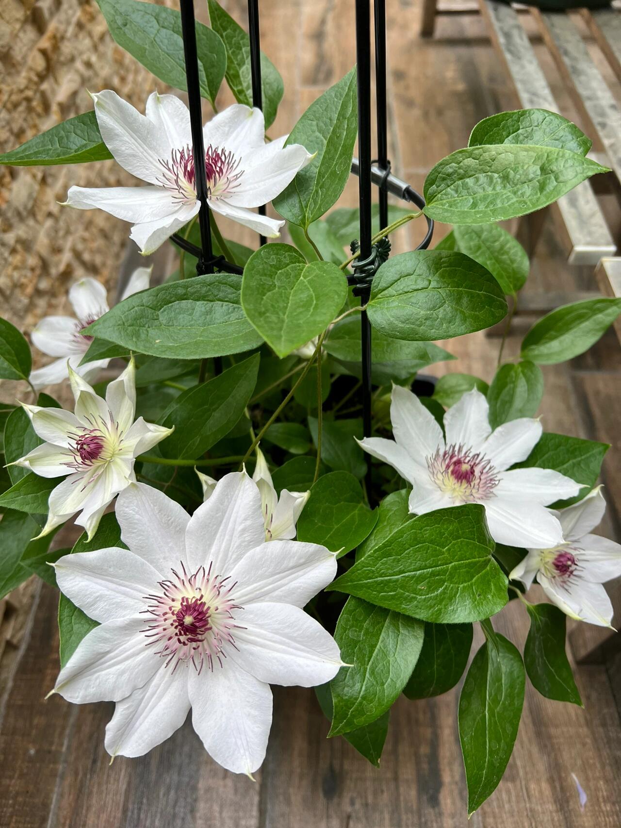 Clematis ''Haruyama|はるやま| 晴山/ 春天''