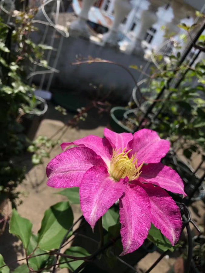 Clematis ''八つ橋|Yatsuhashi |八桥''
