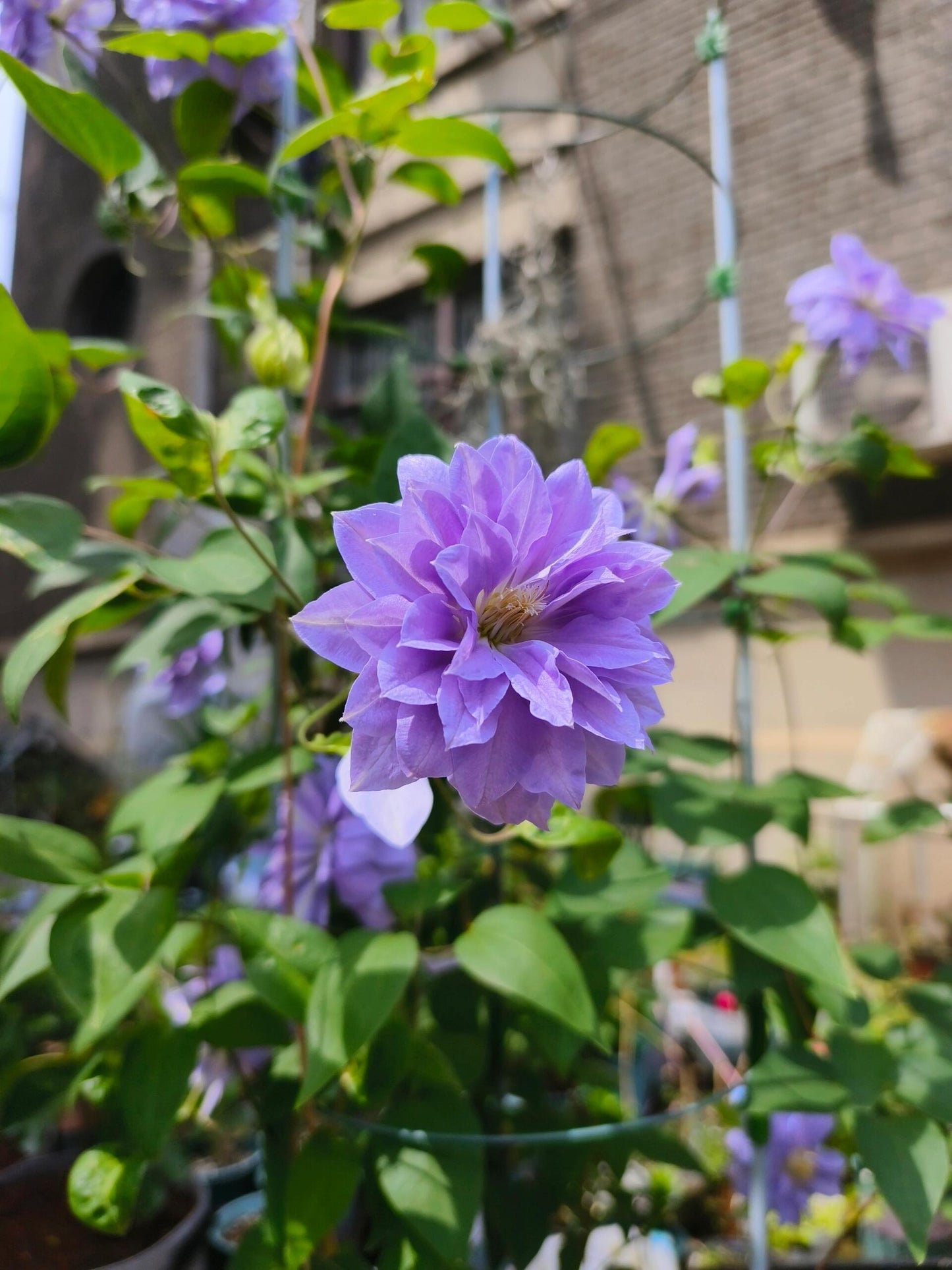Clematis ‘’Diamond Bal| 钻石球‘’