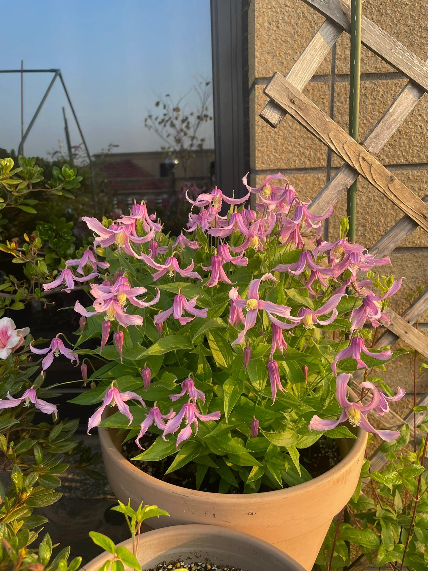 Clematis ‘’Hanajima|はなじま|花島|花岛‘’
