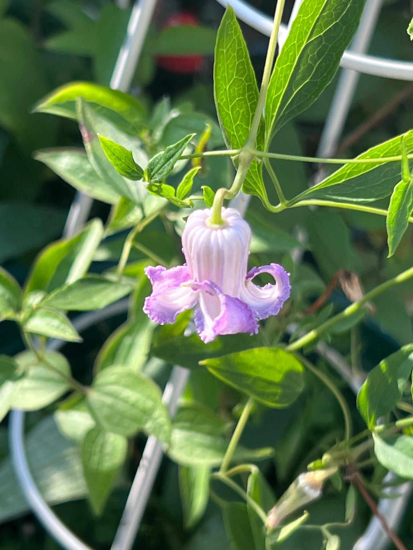 Pink Octopus Clematis ‘’Last Whisper|最後の囁き| 最后的轻语| タコクレマチス‘’ - US Exclusive