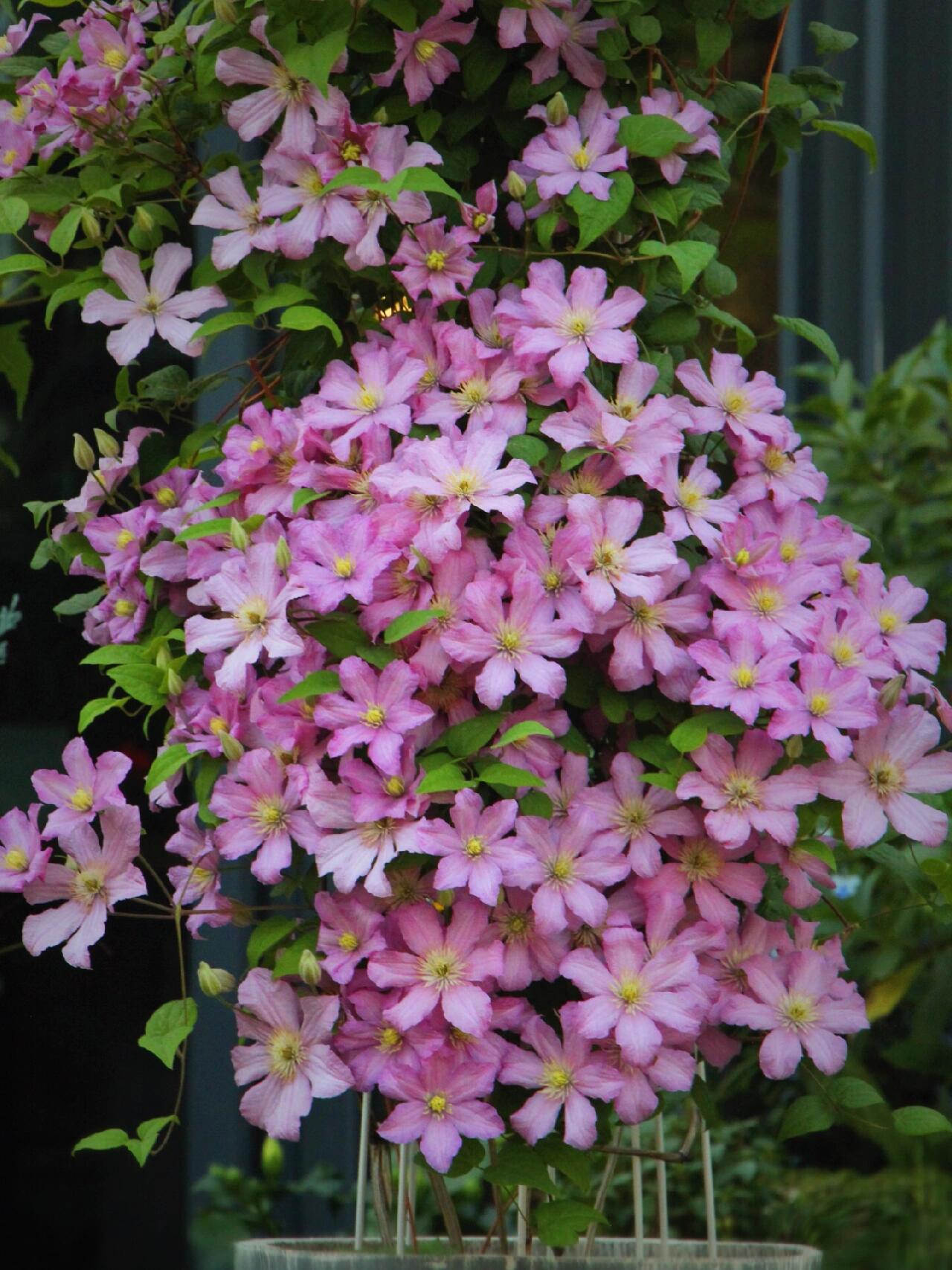 Clematis ‘’Comtesse de Bouchaud| 包查德 女侯爵‘’
