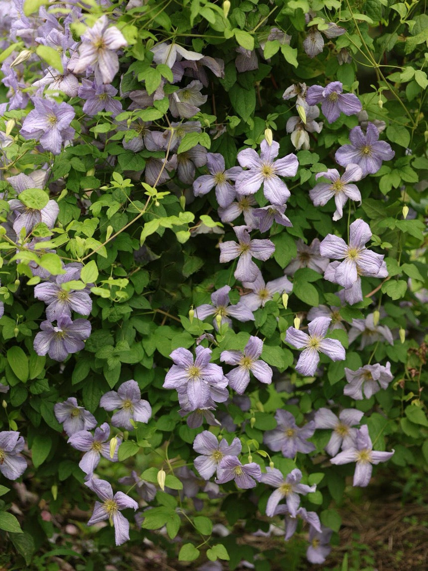 Clematis ‘’Emilia Plater|艾米丽花盘‘’