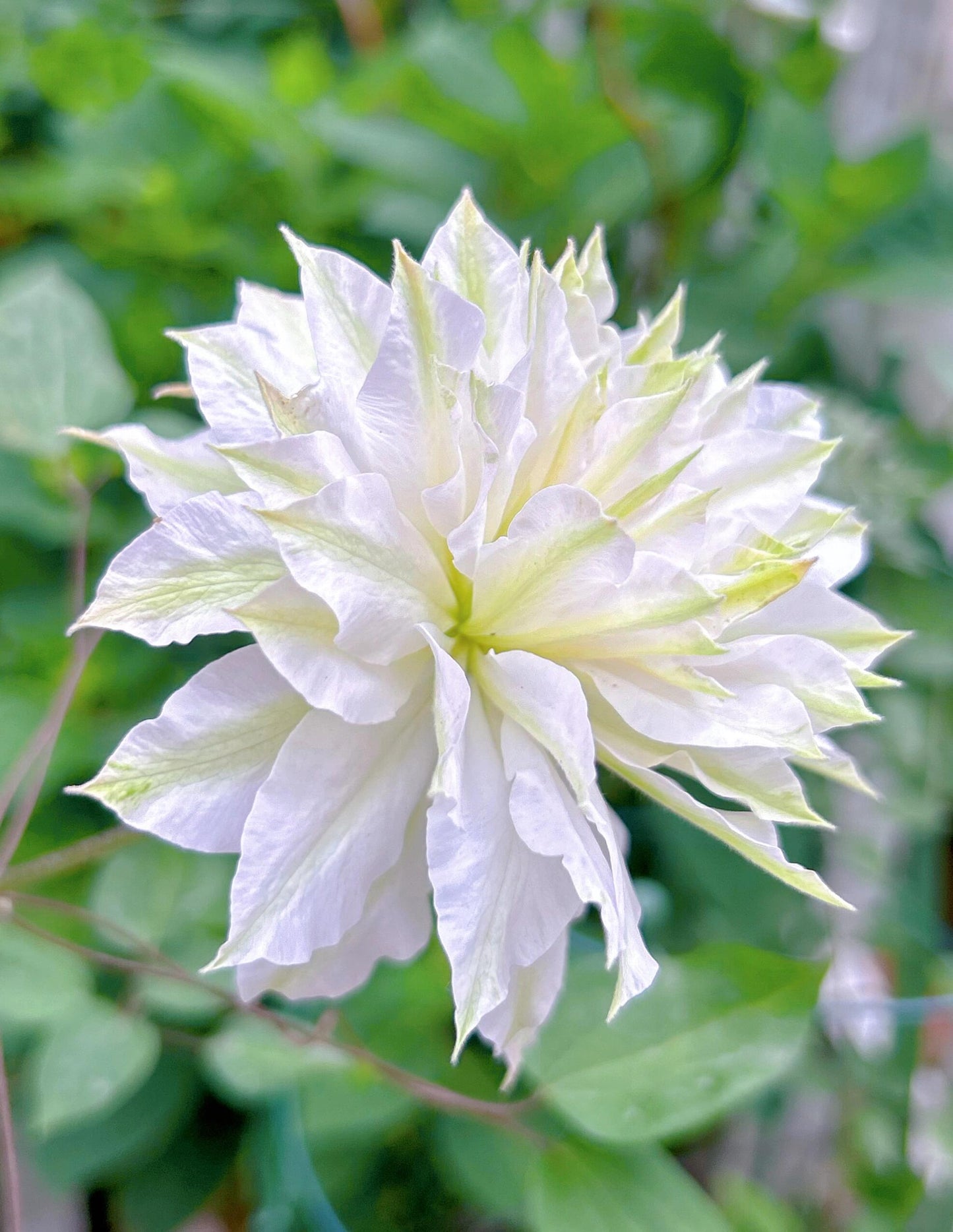 Clematis - ‘’Sen no kaze|千の風|风之森林‘’