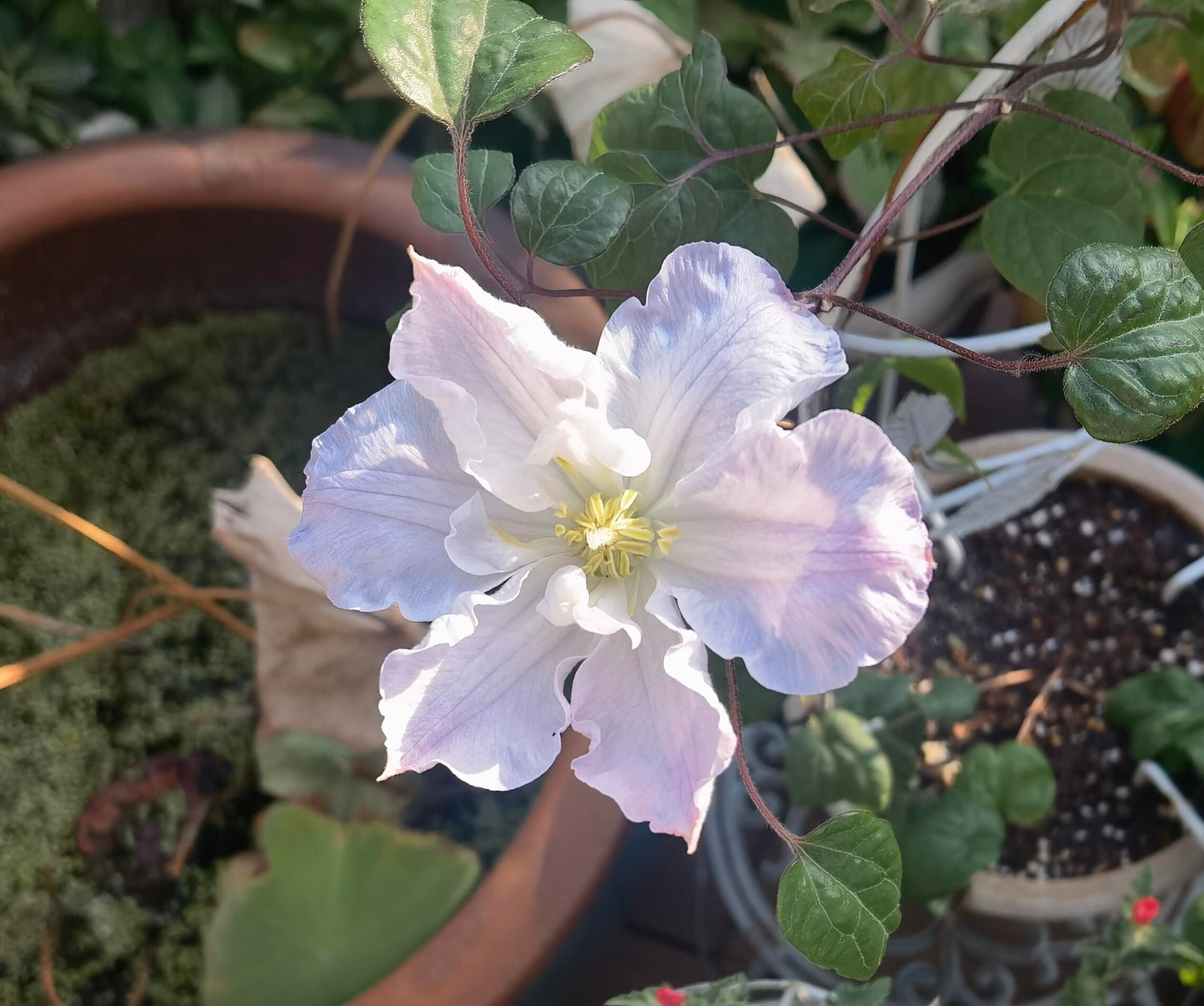 Clematis ‘’Veronica's choice|维罗妮卡的选择‘’