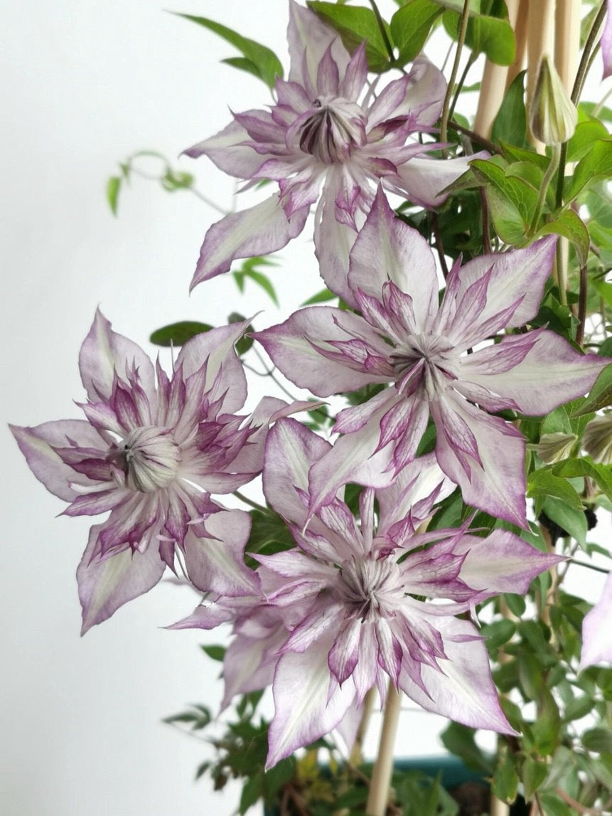 Clematis ‘’Lady Kyoko | レディ・キョウコ| 恭子小姐 ‘’