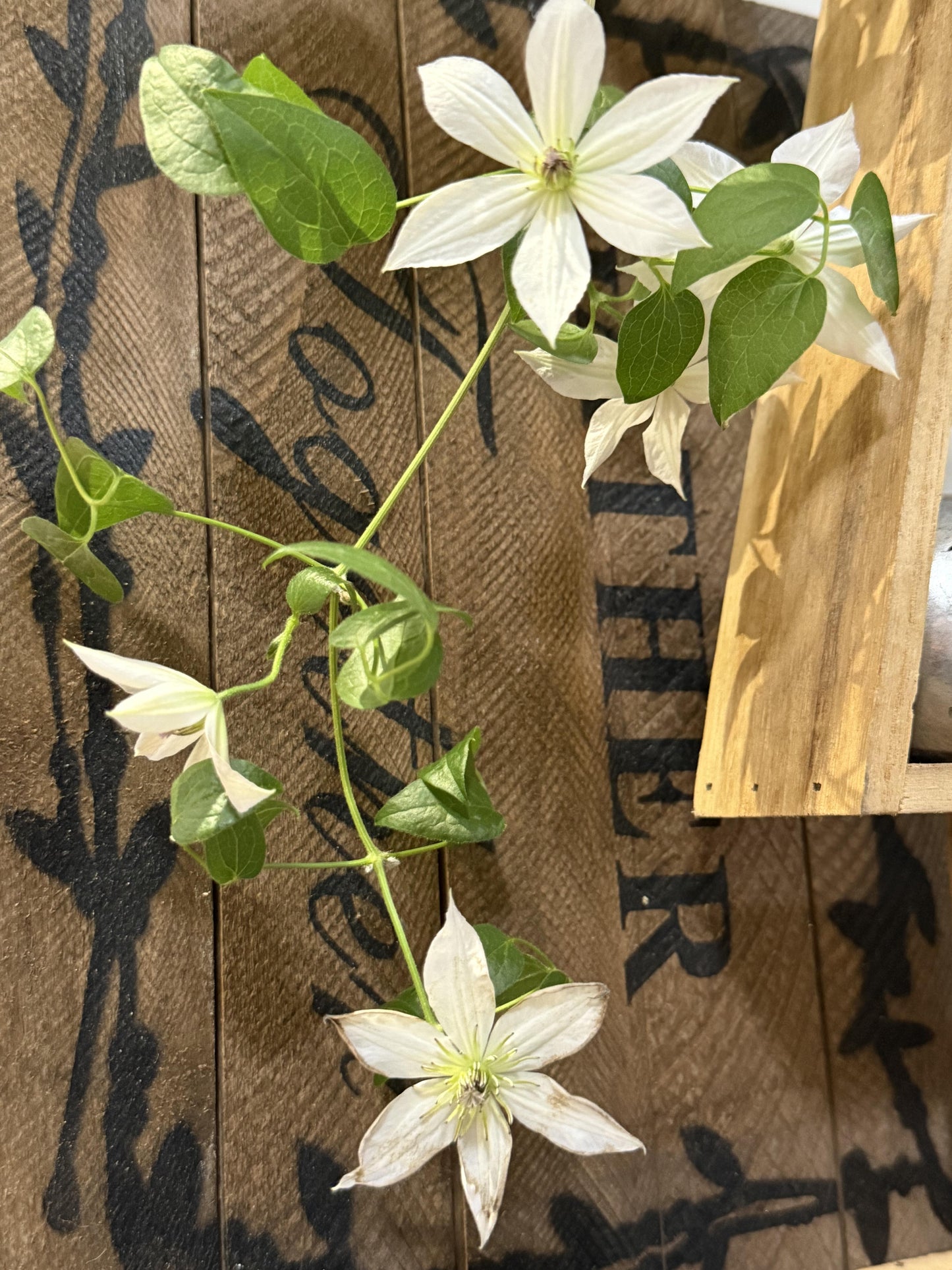 Clematis ‘’Forever Friends|Zofofri| 永远的朋友‘’
