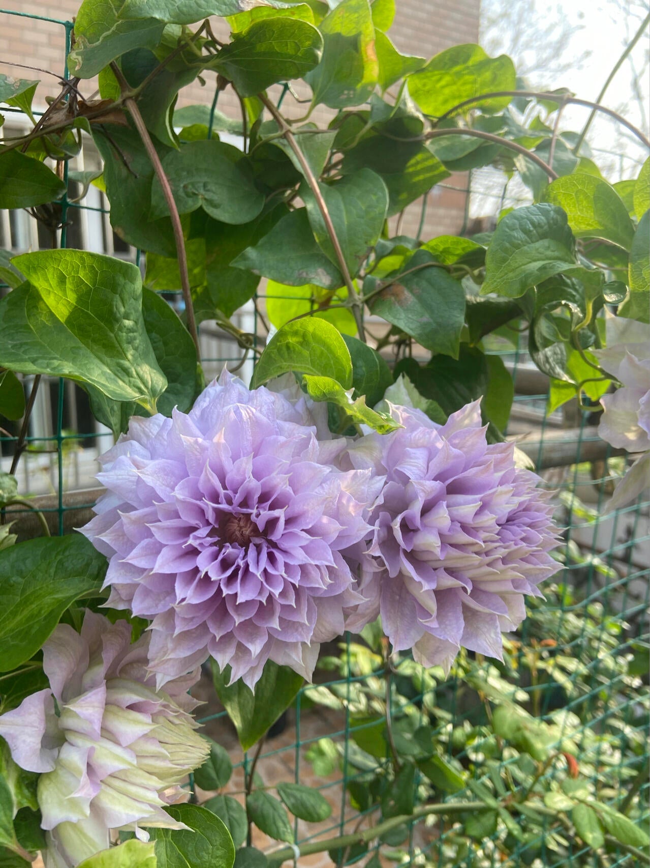 Clematis ‘’Belle of Woking|ベルオブウォーキング| 沃金美女‘’
