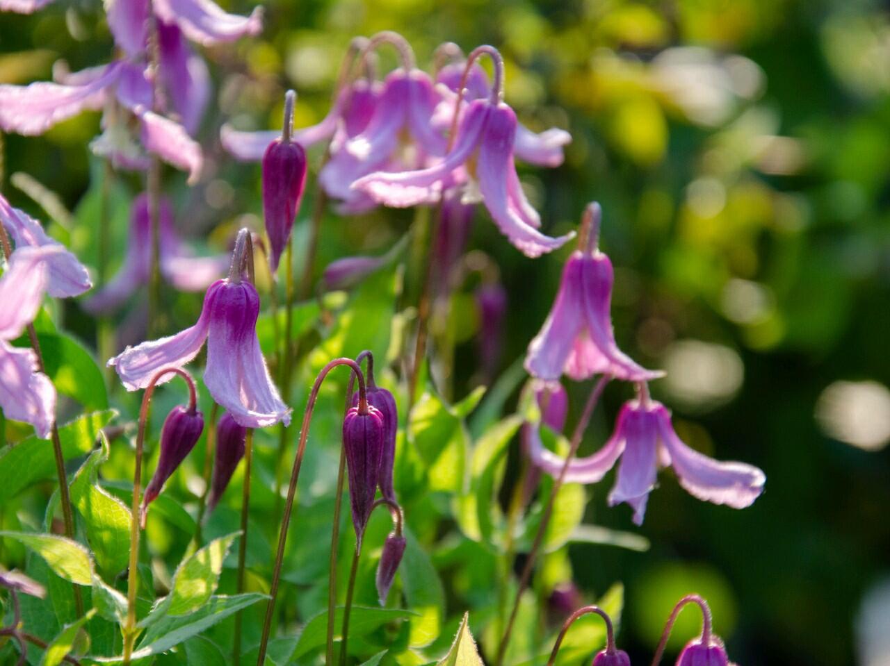 Clematis ‘’Hanajima|はなじま|花島|花岛‘’