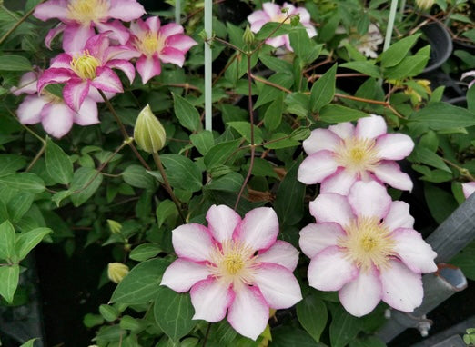 Clematis ''八つ橋|Yatsuhashi |八桥''