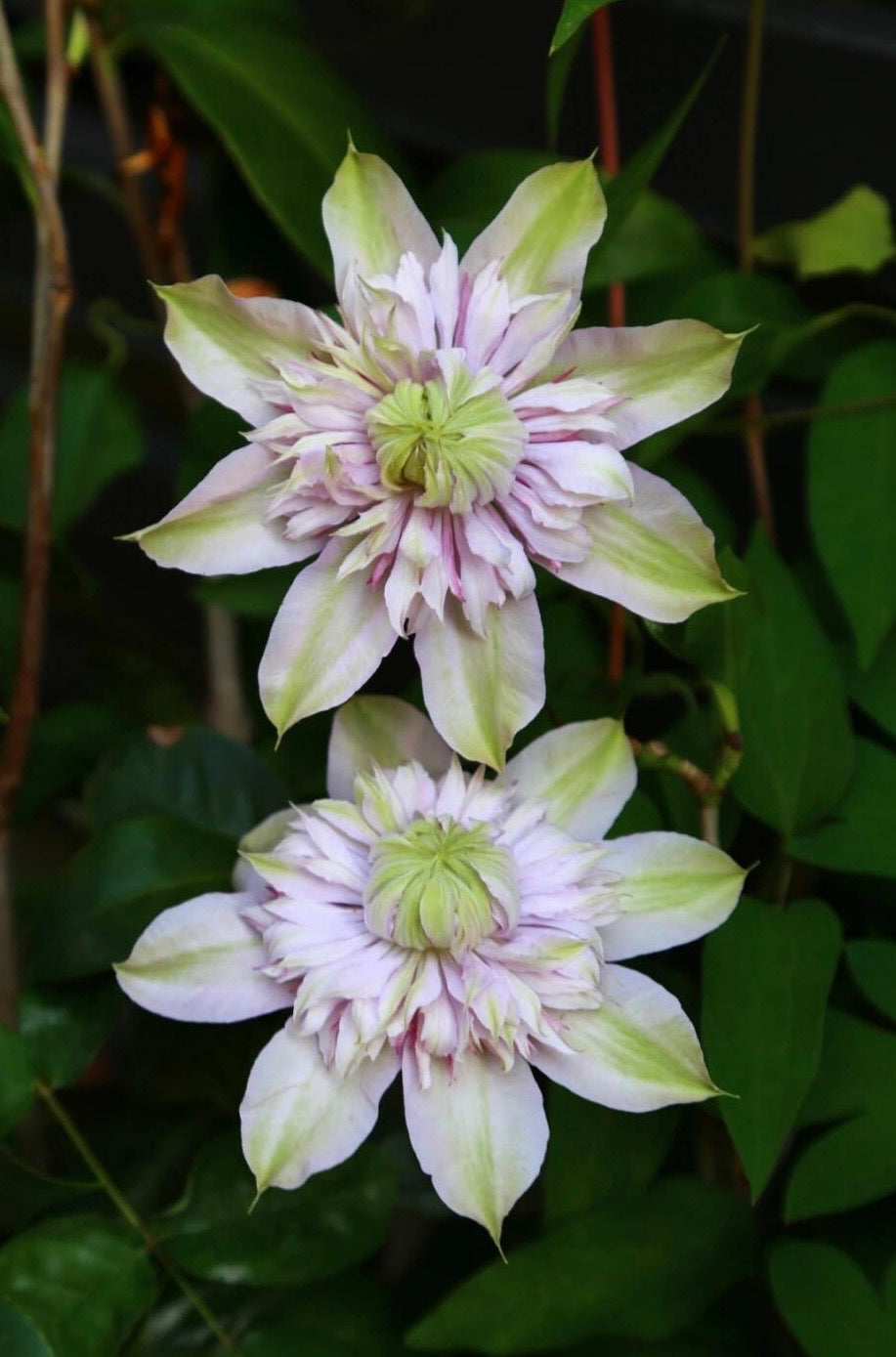 Clematis ‘’Moonglow|月華|Gekka| 月华‘’