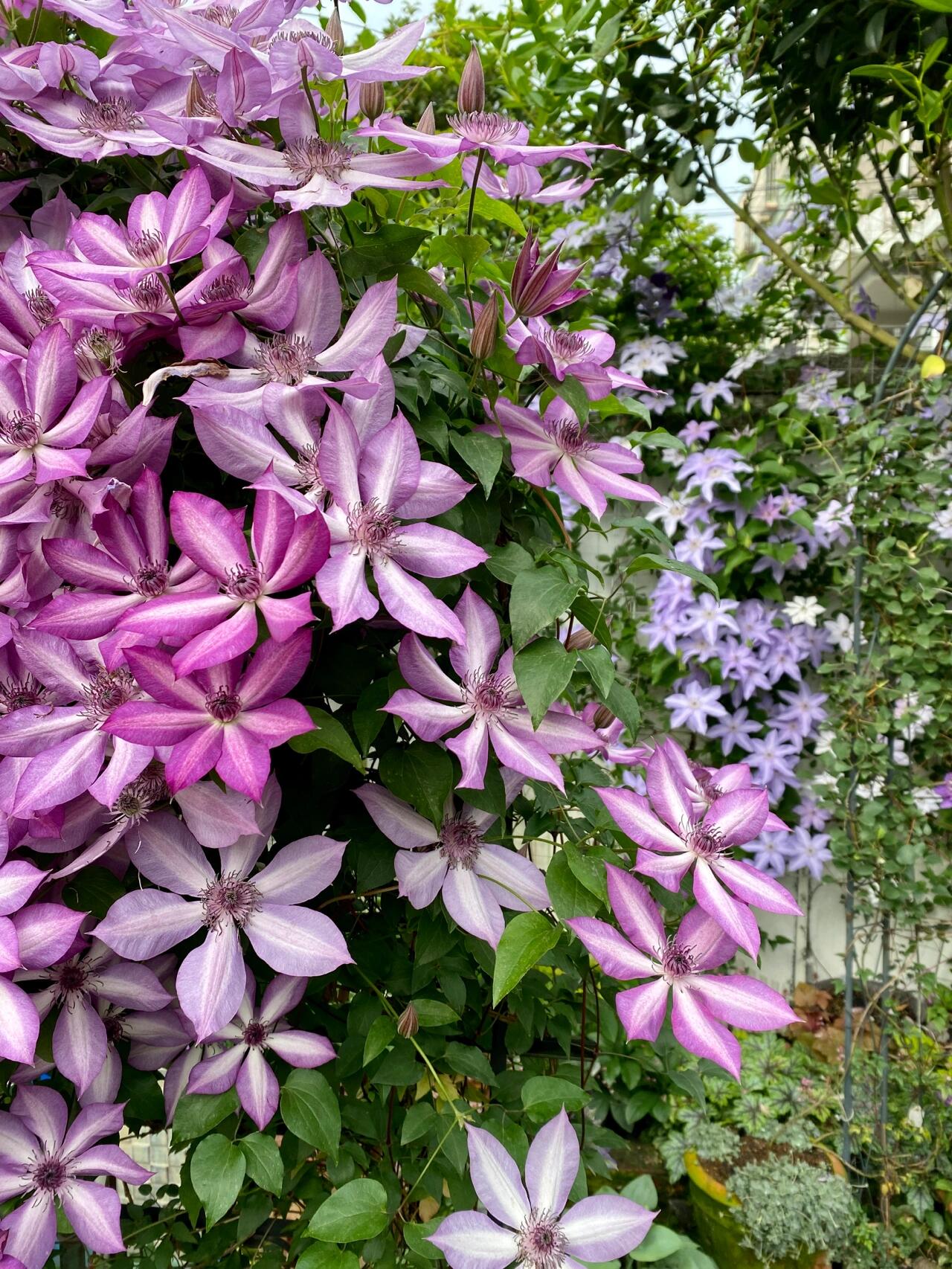 Clematis ‘’Lizard|トカゲ |蜥蜴 ‘’