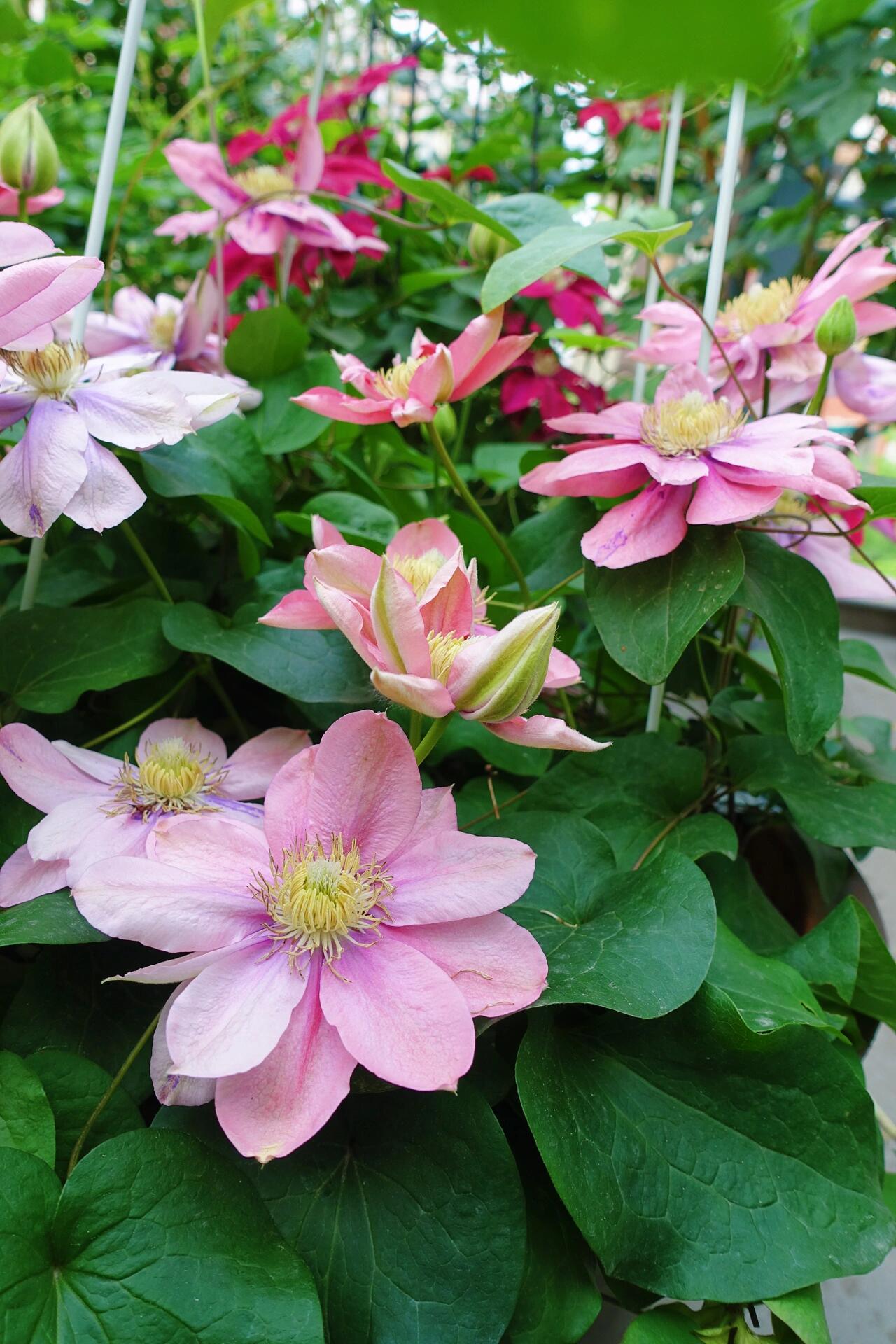 Clematis ‘’Little Mermaid | 小美人鱼‘’
