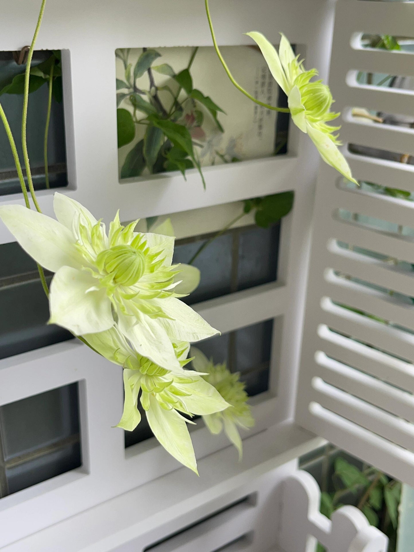 Clematis ''Alba Plenal | 白万重''-小绿| 绿玉