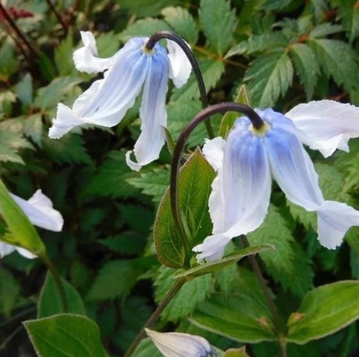 Clematis ''Twinkle| 闪烁''
