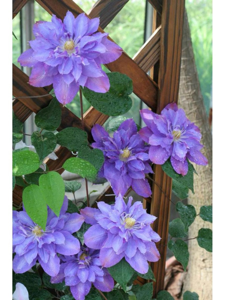 Clematis 'Teshio| てしお | 天盐'