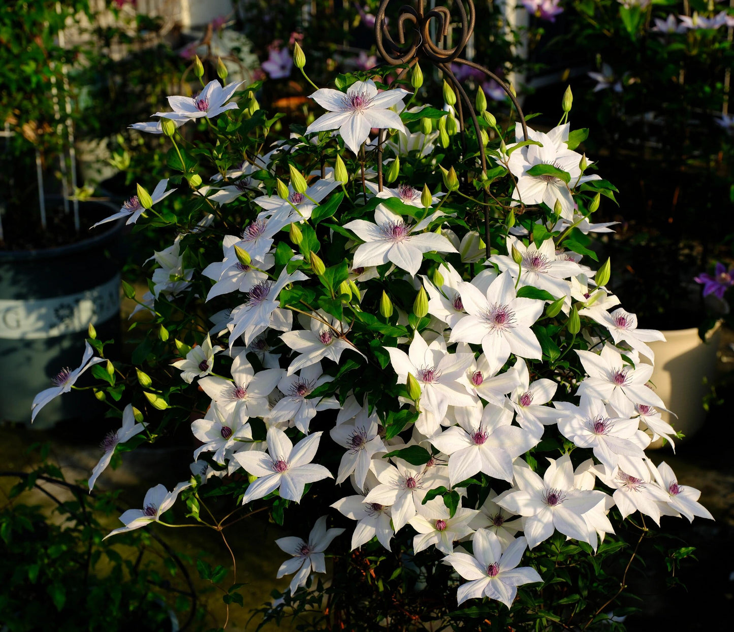 Clematis ''Haruyama|はるやま| 晴山/ 春天''