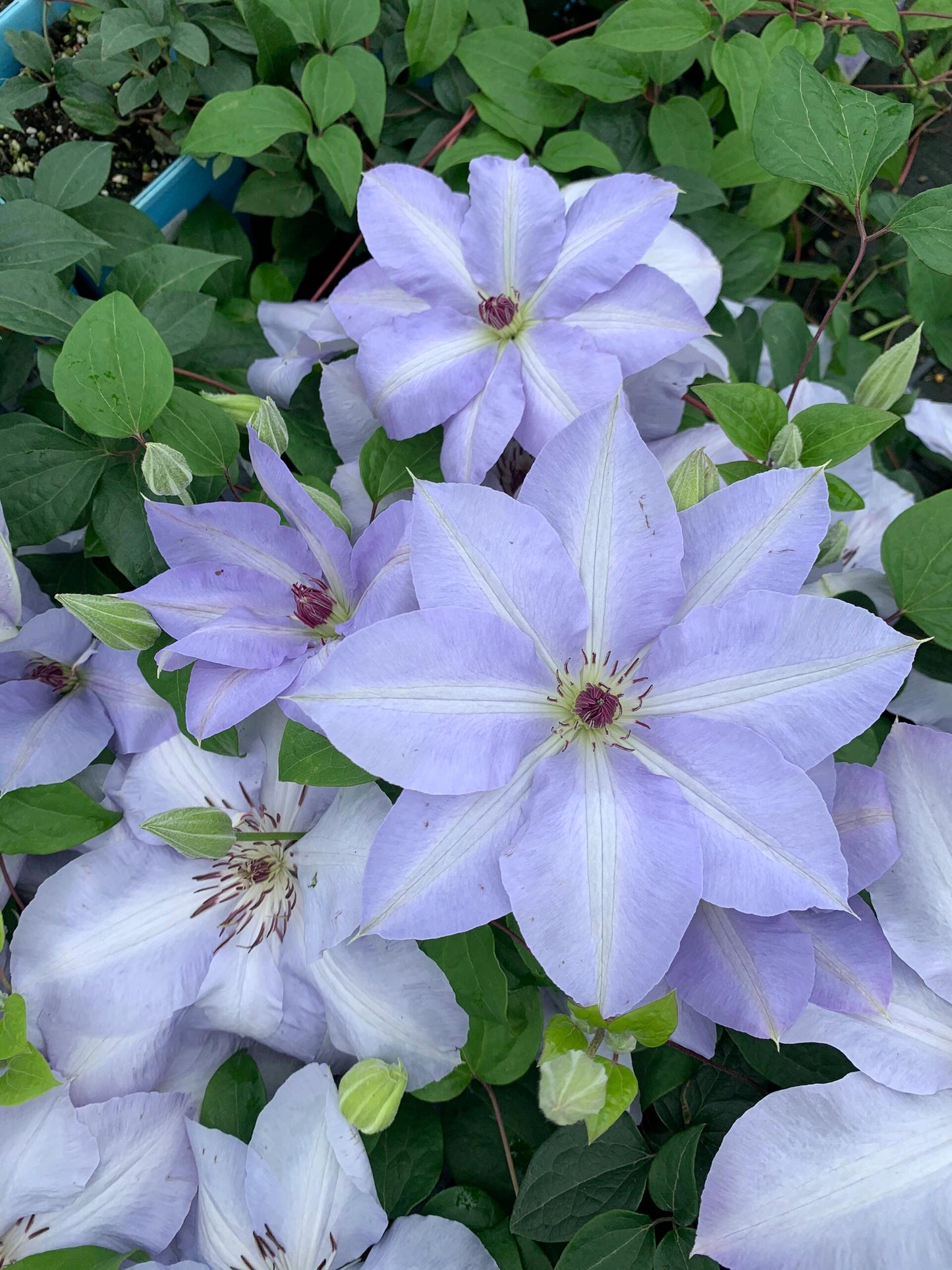 Clematis ‘’Blue Cotillion|蓝色龙沙舞‘’