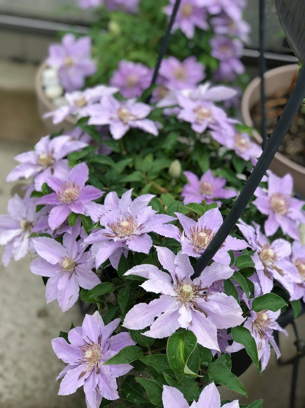 Clematis ‘’Filigree|金银丝/ 故里‘’