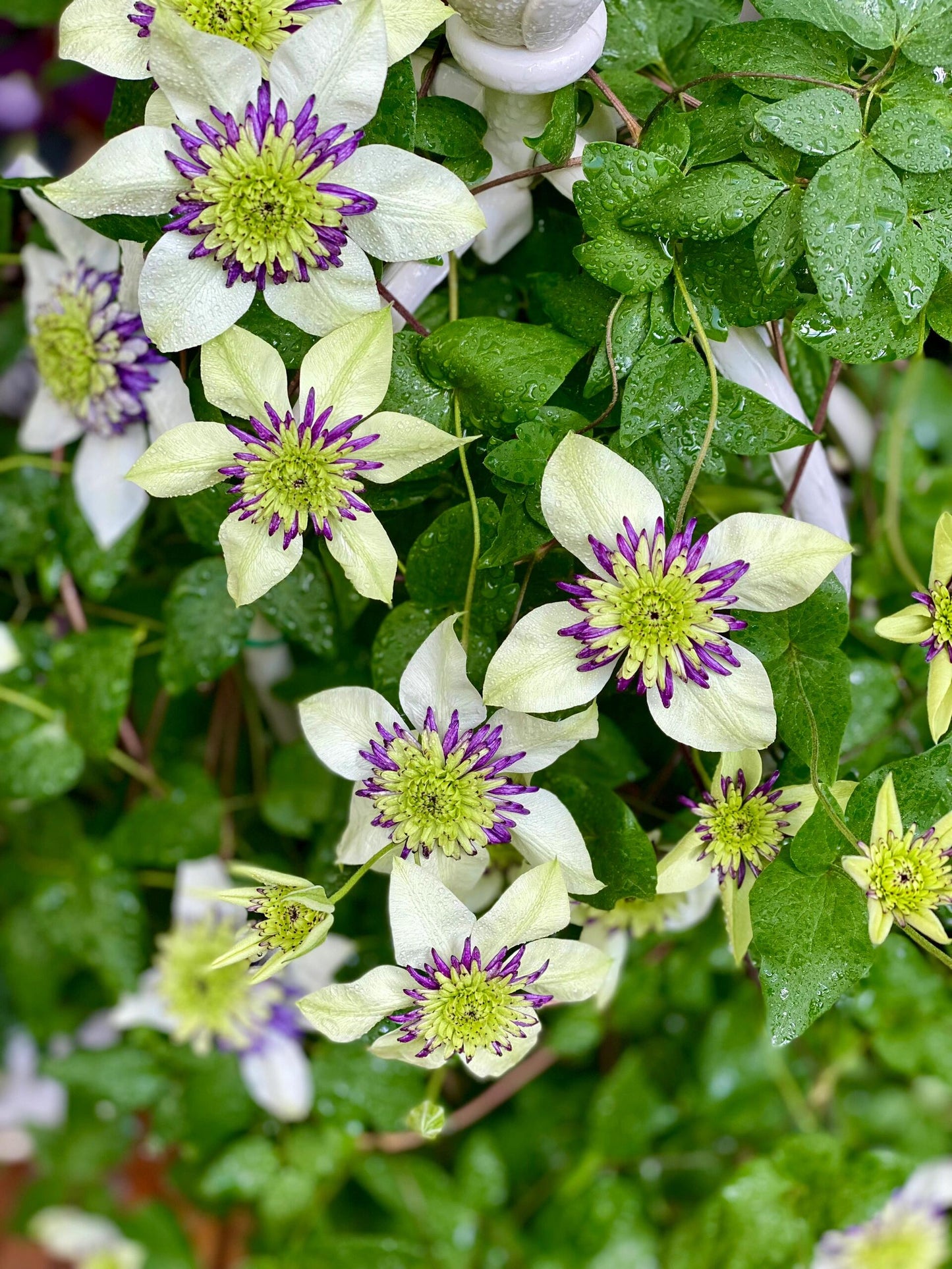 Clematis ‘’New Viennetta|千层雪| 新幻紫‘’