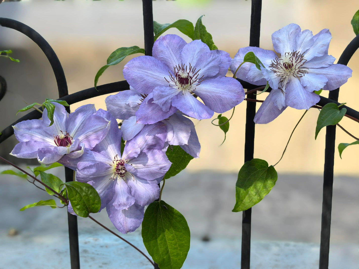Clematis ‘’Blue Cotillion|蓝色龙沙舞‘’