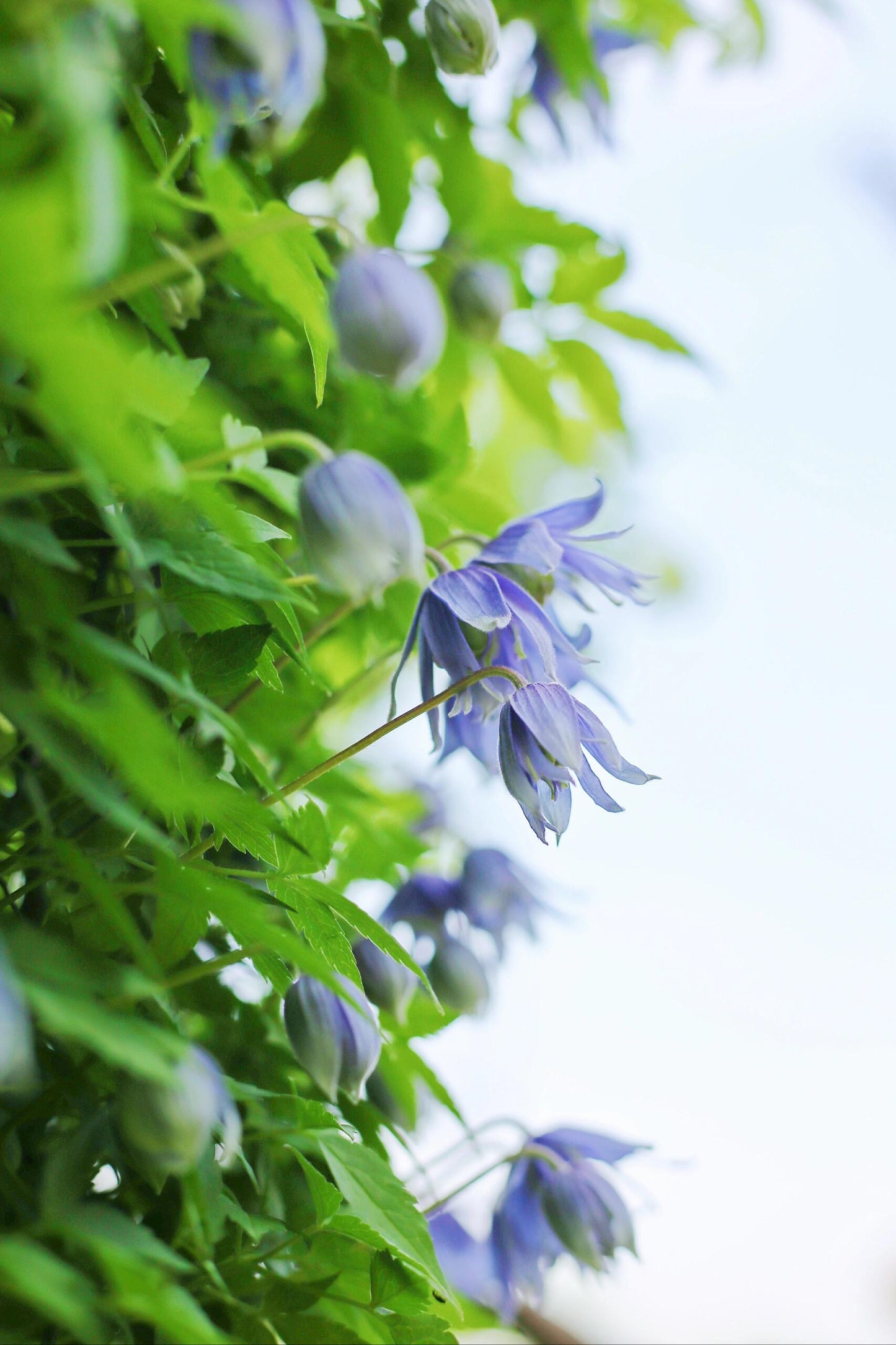 Clematis ‘’Maidwell Hall|梅德维尔‘’